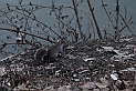 Torino 06_03_2011 - Scoiattolo_16